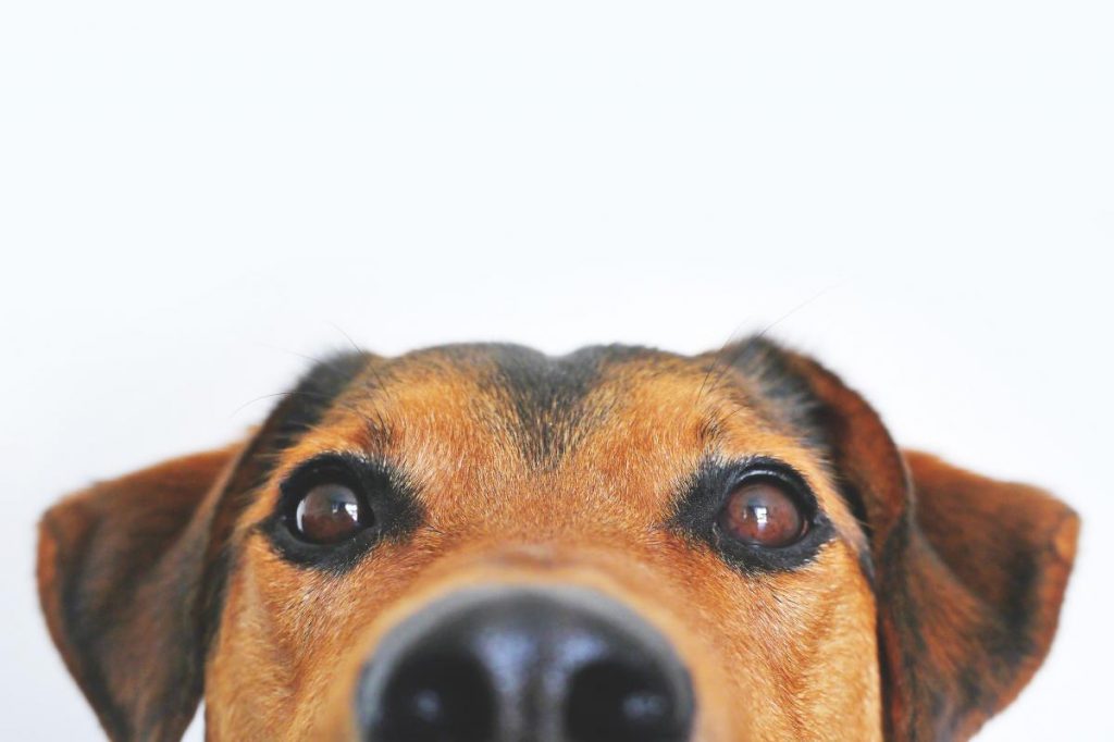 adorable animal blur