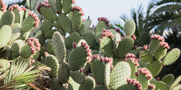 plantcactix