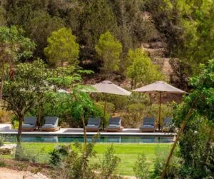 Fall tree view Ibiza